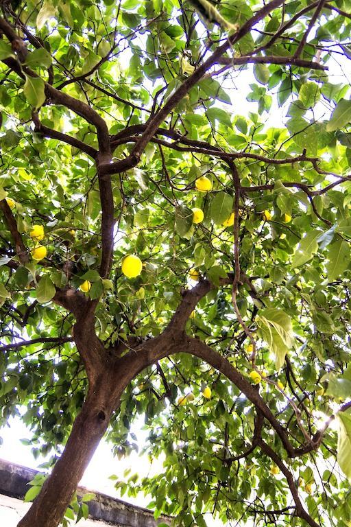 Willa Il Limone A San Pietro Rzym Pokój zdjęcie